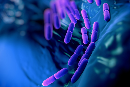 Lactobacillus